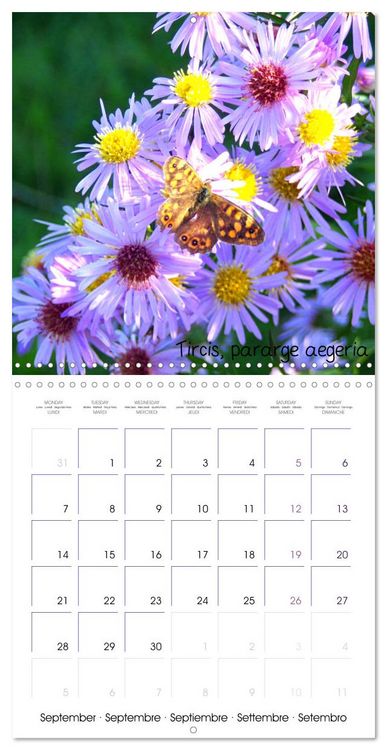 Produktbild: D&eacute;licats Papillons de nos r&eacute;gions, de France et d'Europe (Calendrier mural carr&eacute; 2026 30x30 cm) Calendrier double avec une page pour vos prises de notes