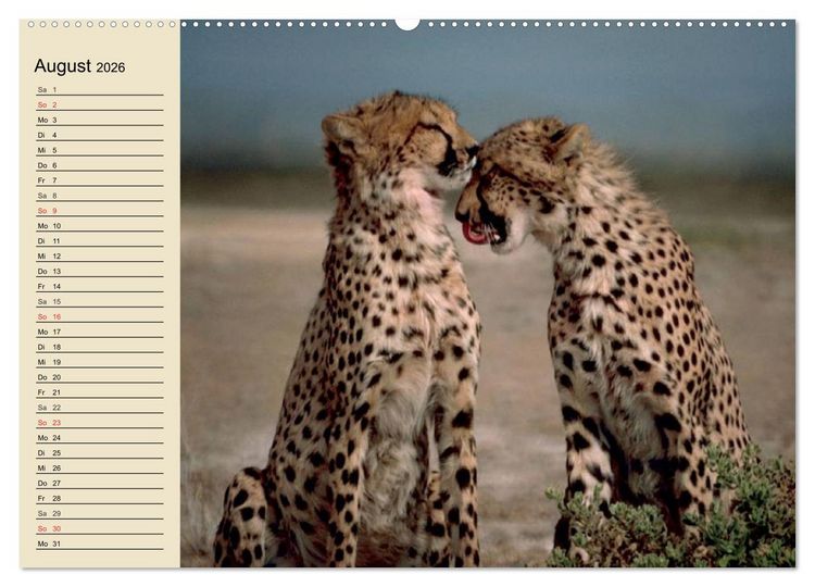 Produktbild: Die Lautlosen. Geparden und Leoparden (hochwertiger Premium Wandkalender 2026 DIN A2 quer), Kunstdruck in Hochglanz