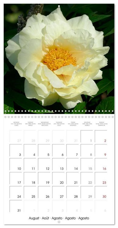 Produktbild: Peonies as painted (Wall Calendar 2026 12 &times; 12 Inch) CALVENDO 12 Month Wall Calendar