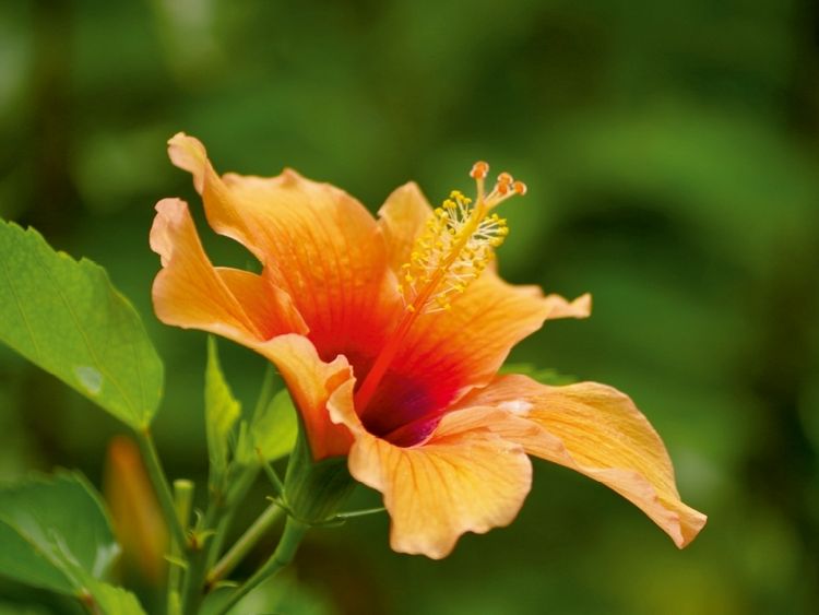 Produktbild: CALVENDO Puzzle Ein Motiv aus dem Kalender Zarte Sch&ouml;nheiten - Feine Hibiskusbl&uuml;ten | 1000 Teile Lege-Gr&ouml;&szlig;e 64x48cm Foto-Puzzle f&uuml;r gl&uuml;ckliche Stunden