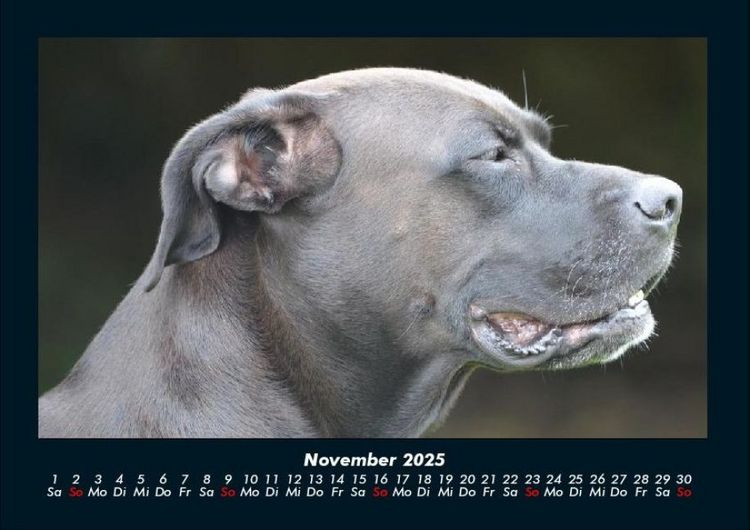 Produktbild: Hundezauber 2025 Fotokalender DIN A4