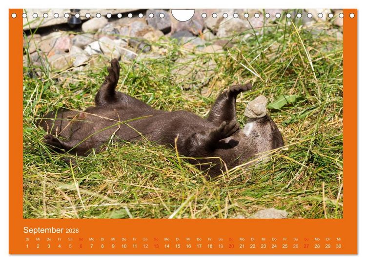 Produktbild: Tierkinder (Wandkalender 2026 DIN A4 quer), CALVENDO Monatskalender