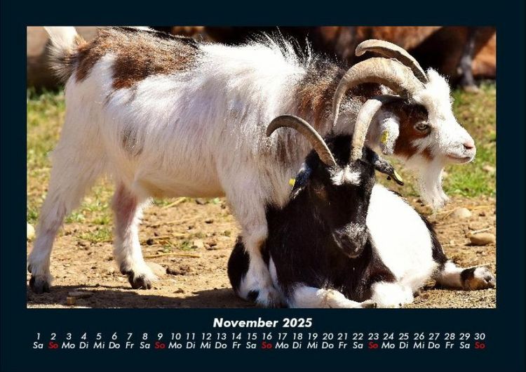 Produktbild: Tiere auf dem Bauernhof 2025 Fotokalender DIN A4