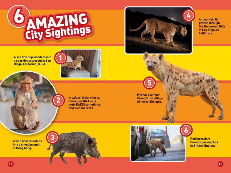 Produktbild: Animals in the City (National Geographic Kids Readers, Level 2)