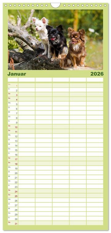 Produktbild: Familienplaner 2026 - Chihuahuas - kleine Herzensbrecher mit 5 Spalten (Wandkalender, 21 x 45 cm) CALVENDO