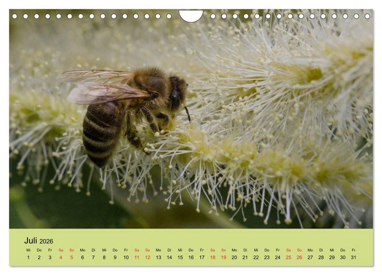 Produktbild: Bienen bei der Arbeit (Wandkalender 2026 DIN A4 quer), CALVENDO Monatskalender