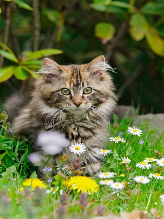 Produktbild: CALVENDO Puzzle Niedliches Maine Coon K&auml;tzchen in einer Fr&uuml;hlingswiese | 1000 Teile Lege-Gr&ouml;&szlig;e 64x48cm Foto-Puzzle f&uuml;r gl&uuml;ckliche Stunden