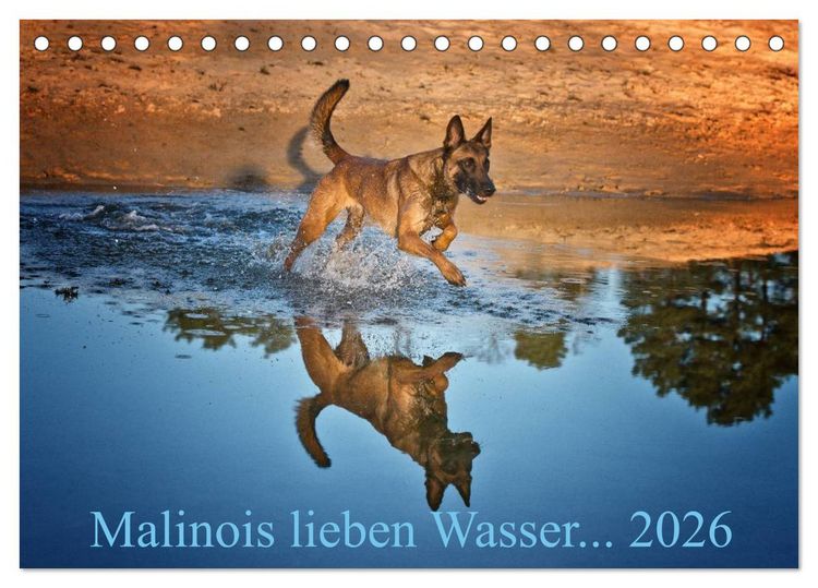 Produktbild: Malinois lieben Wasser (Tischkalender 2026 DIN A5 quer), CALVENDO Monatskalender