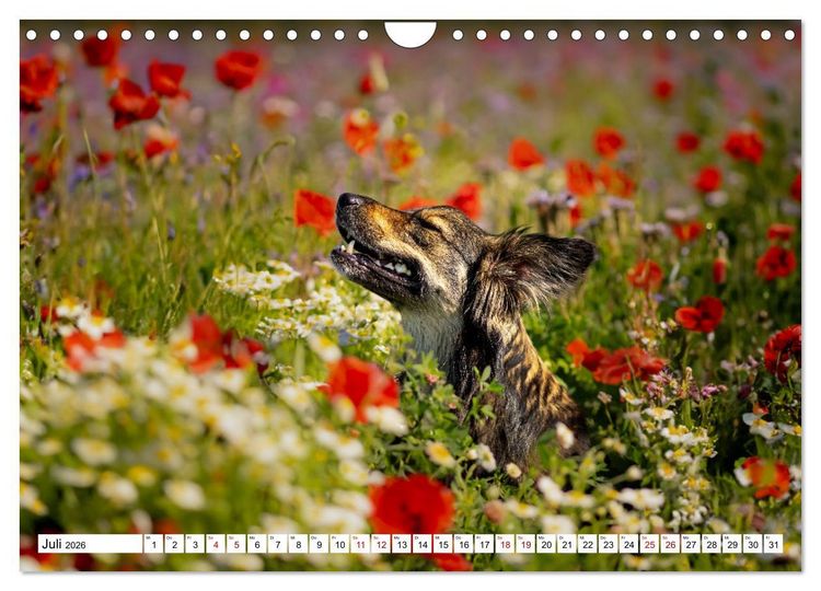 Produktbild: Ein Hundejahr in Bildern (Wandkalender 2026 DIN A4 quer), CALVENDO Monatskalender