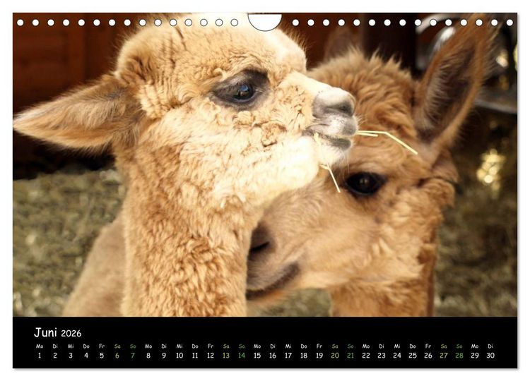 Produktbild: Alpakas zum Verlieben (Wandkalender 2026 DIN A4 quer), CALVENDO Monatskalender