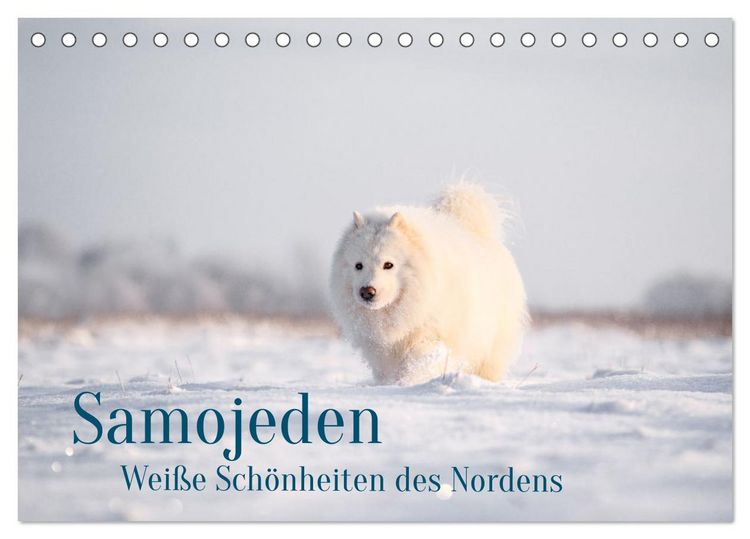 Produktbild: Samojeden - Liebenswerte Fellkugeln (Tischkalender 2026 DIN A5 quer), CALVENDO Monatskalender