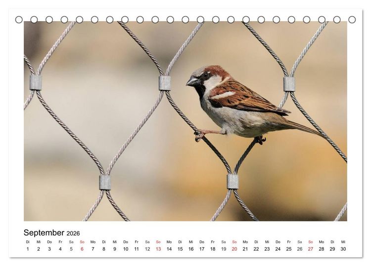 Produktbild: Heimische Gartenv&ouml;gel - Gefiederte Freunde (Tischkalender 2026 DIN A5 quer), CALVENDO Monatskalender