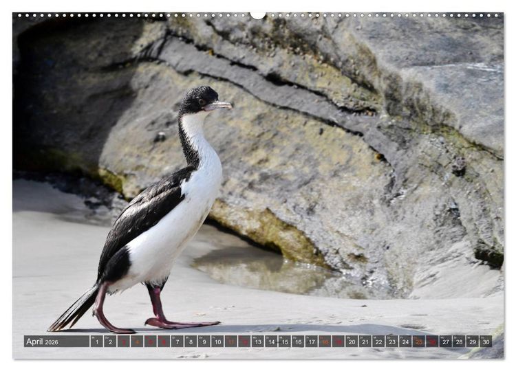 Produktbild: Tierparadies S&uuml;dpolarmeer (hochwertiger Premium Wandkalender 2026 DIN A2 quer), Kunstdruck in Hochglanz
