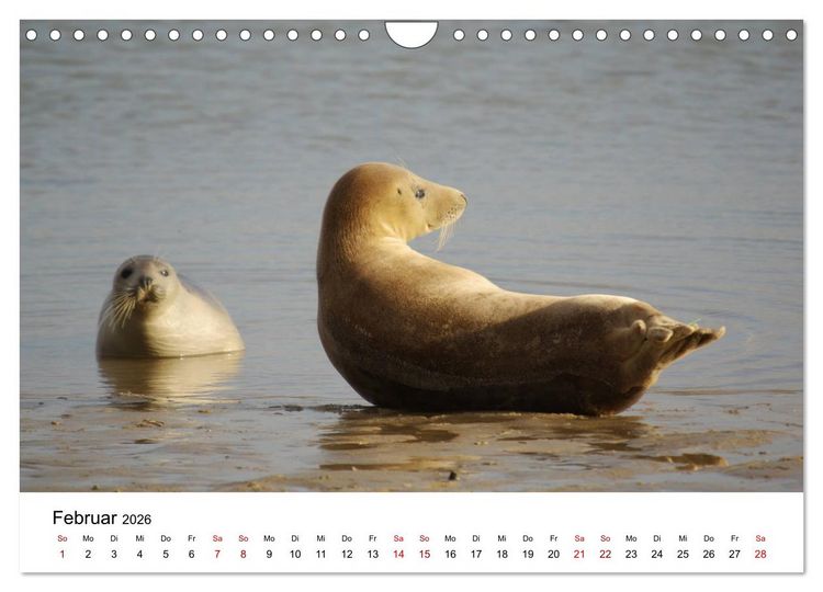 Produktbild: Deutsche Hochseeinsel Helgoland (Wandkalender 2026 DIN A4 quer), CALVENDO Monatskalender