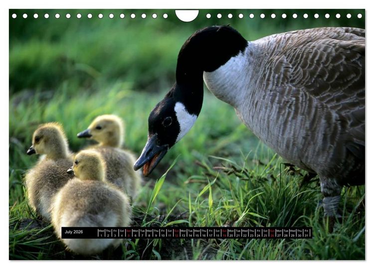 Produktbild: CANADA GOOSE / UK-Version (Wall Calendar 2026 DIN A4 landscape), CALVENDO 12 Month Wall Calendar