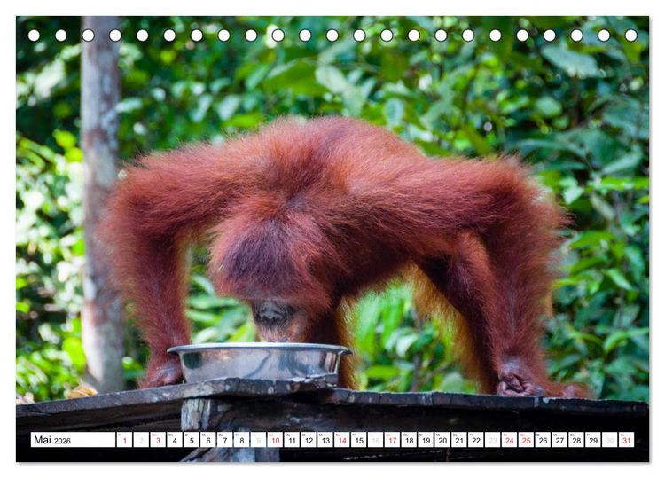 Produktbild: Orang Utans von Borneo Tierkalender 2026 (Tischkalender 2026 DIN A5 quer), CALVENDO Monatskalender
