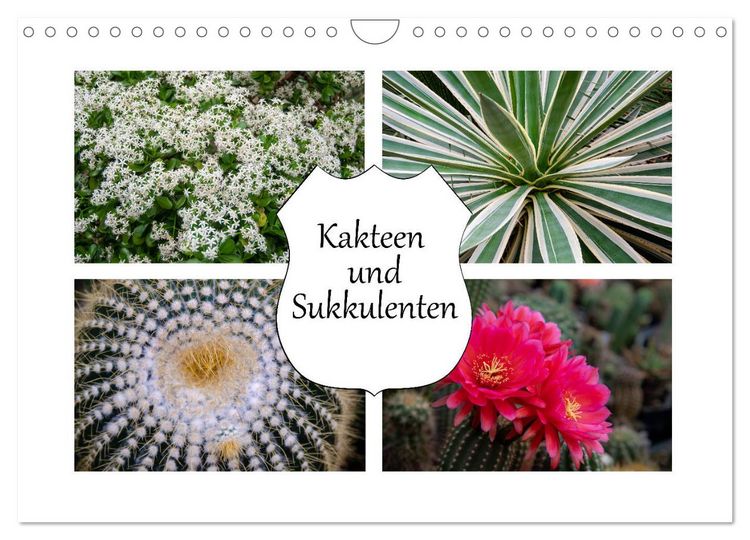 Produktbild: Kakteen und Sukkulenten (Wandkalender 2026 DIN A4 quer), CALVENDO Monatskalender