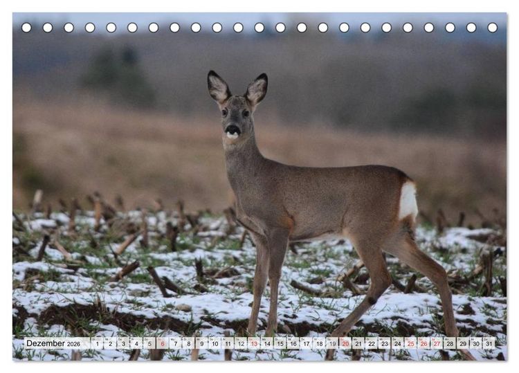 Produktbild: Wildtiere. Heimische Sch&ouml;nheiten (Tischkalender 2026 DIN A5 quer), CALVENDO Monatskalender