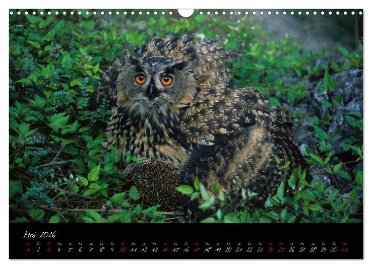 Produktbild: Heimische Eulen und Greife (Wandkalender 2026 DIN A3 quer), CALVENDO Monatskalender