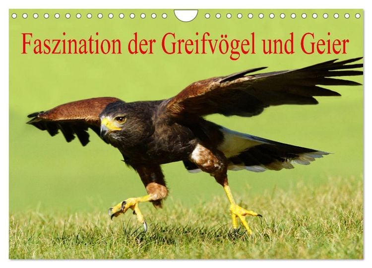 Produktbild: Faszination der Greifv&ouml;gel und Geier (Wandkalender 2026 DIN A4 quer), CALVENDO Monatskalender