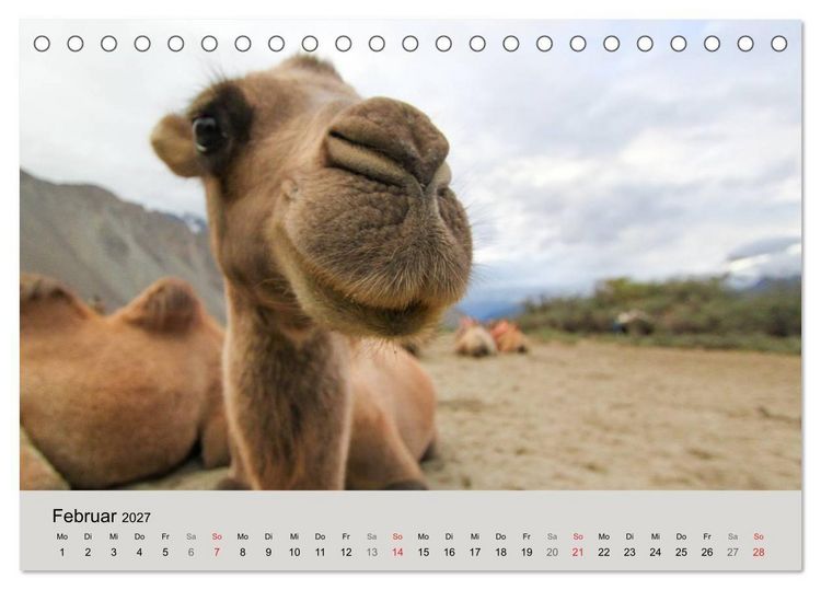 Produktbild: Kamel Portr&auml;t (Tischkalender 2027 DIN A5 quer), CALVENDO Monatskalender
