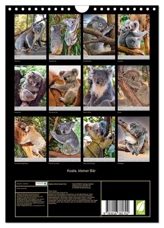 Produktbild: Koala, kleiner B&auml;r (Wandkalender 2026 DIN A4 hoch), CALVENDO Monatskalender
