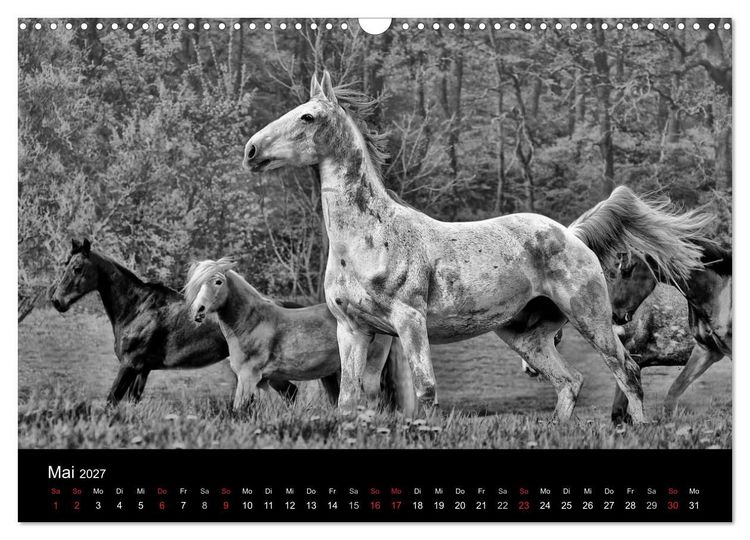 Produktbild: Pferde 2027 Wild Thing (Wandkalender 2027 DIN A3 quer), CALVENDO Monatskalender