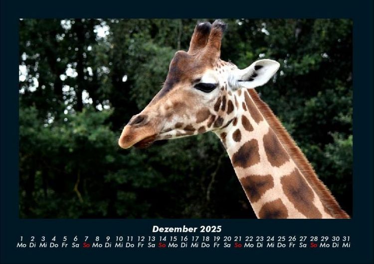 Produktbild: Giraffen 2025 Fotokalender DIN A4