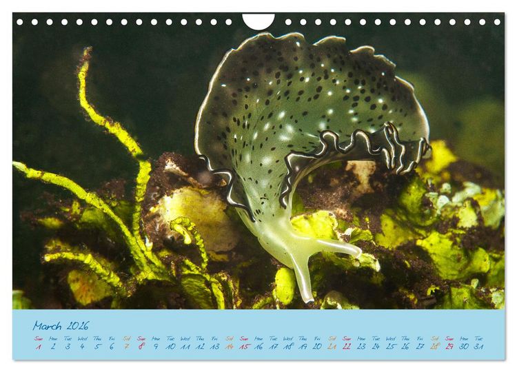Produktbild: Sea Slugs - Little Wonders - Pure Beauties (Wall Calendar 2026 DIN A4 landscape), CALVENDO 12 Month Wall Calendar
