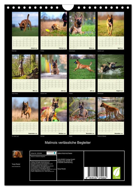 Produktbild: Malinois verl&auml;ssliche Begleiter (Wandkalender 2026 DIN A4 hoch), CALVENDO Monatskalender