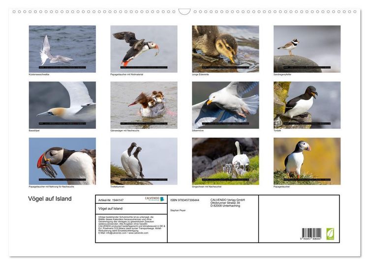 Produktbild: V&ouml;gel auf Island (Wandkalender 2026 DIN A2 quer), CALVENDO Monatskalender