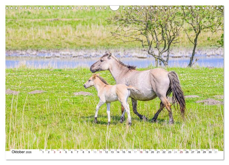 Produktbild: Ein Herz f&uuml;r Wildpferde (Wandkalender 2026 DIN A3 quer), CALVENDO Monatskalender