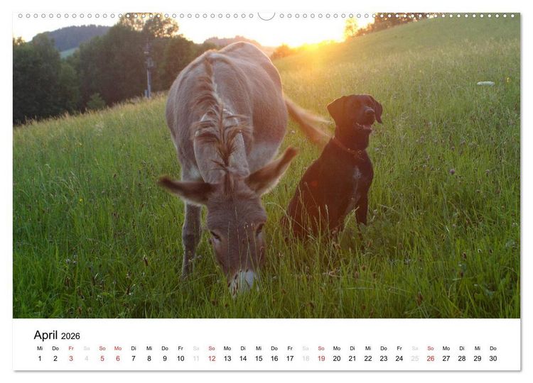 Produktbild: Bauernhoftiere (Wandkalender 2026 DIN A2 quer), CALVENDO Monatskalender
