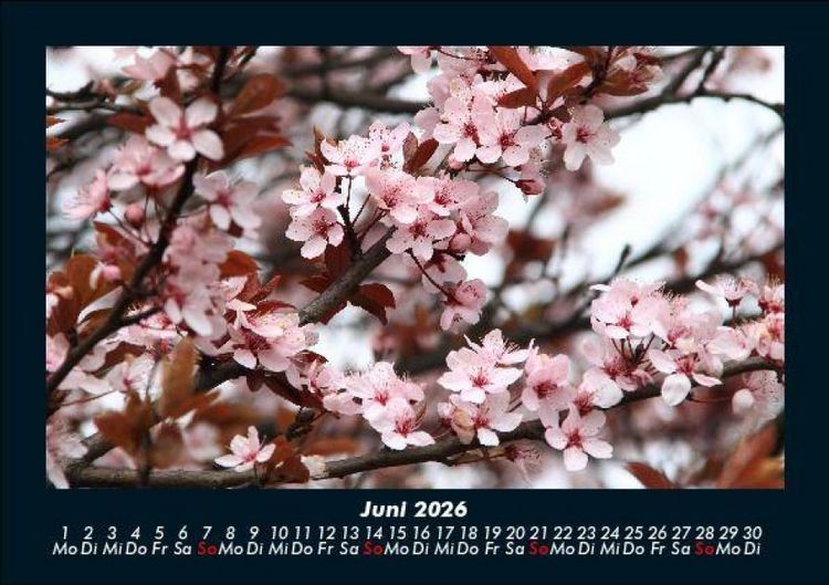 Produktbild: Blumenkalender 2026 Fotokalender DIN A5