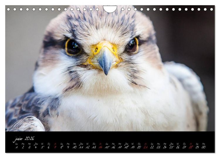 Produktbild: FACES DE RAPACES (Calendrier mural 2026 DIN A4 vertical), CALVENDO calendrier mensuel