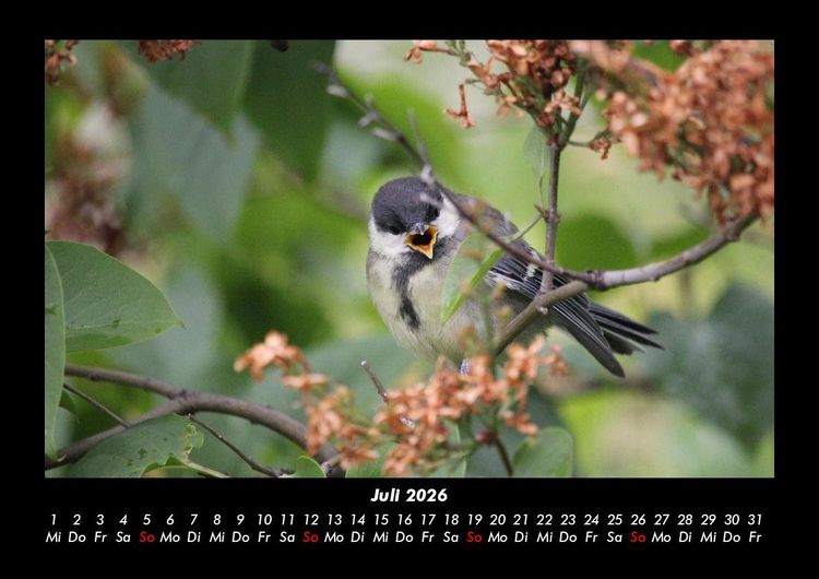 Produktbild: V&ouml;gel 2026 Fotokalender DIN A3