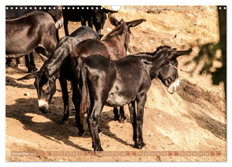 Produktbild: Esel der Welt - Lieblings Langohren (Wandkalender 2025 DIN A3 quer), CALVENDO Monatskalender