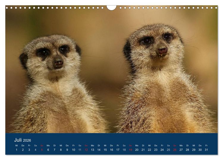 Produktbild: Erdm&auml;nnchen - Zusammen sind wir stark (Wandkalender 2026 DIN A3 quer), CALVENDO Monatskalender