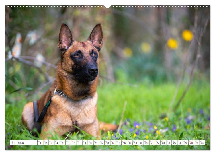 Produktbild: Malinois - belgischer Sch&auml;ferhund (hochwertiger Premium Wandkalender 2026 DIN A2 quer), Kunstdruck in Hochglanz
