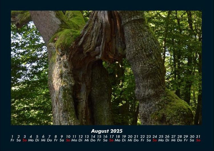 Produktbild: Waldzauber 2025 Fotokalender DIN A4
