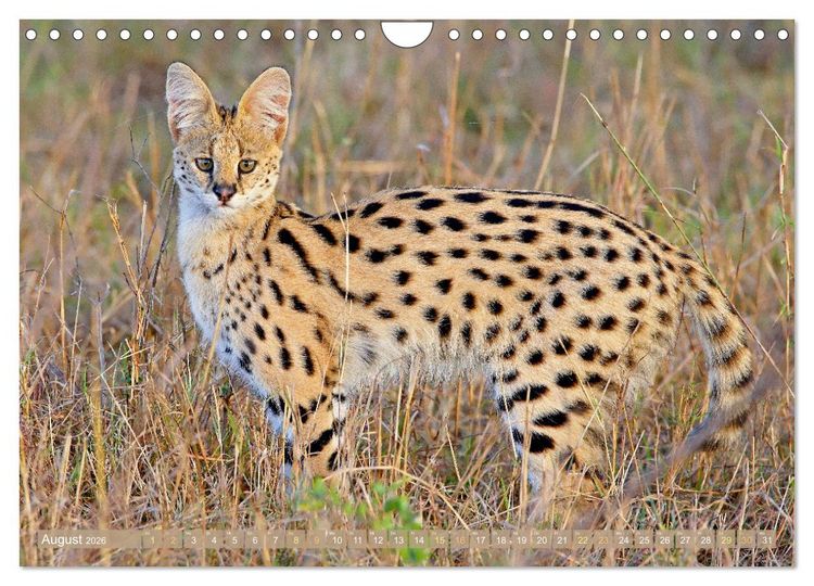 Produktbild: Raubkatzen: Geschmeidige J&auml;ger (Wandkalender 2026 DIN A4 quer), CALVENDO Monatskalender