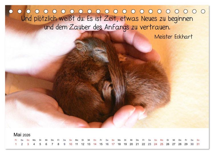 Produktbild: Der literarische Eichh&ouml;rnchen-Kalender (Tischkalender 2026 DIN A5 quer), CALVENDO Monatskalender