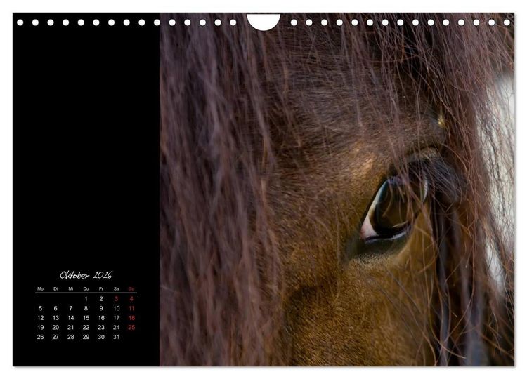Produktbild: Irish Tinker (Wandkalender 2026 DIN A4 quer), CALVENDO Monatskalender