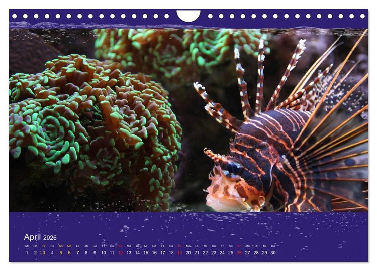 Produktbild: Korallenfische im Lichtschimmer des Meeres (Wandkalender 2026 DIN A4 quer), CALVENDO Monatskalender