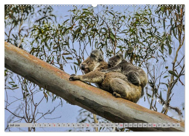 Produktbild: Australische Koalas (Wandkalender 2026 DIN A2 quer), CALVENDO Monatskalender