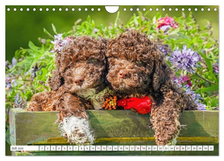 Produktbild: Lagotto Romagnolo Welpen - Sieben kleine Weltentdecker auf gro&szlig;er Fahrt (Wandkalender 2026 DIN A4 quer), CALVENDO Monatskalender