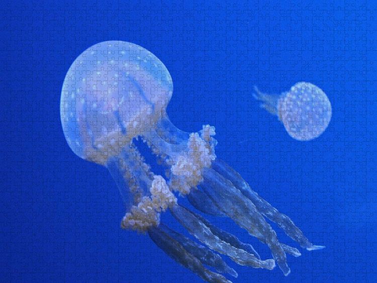 Produktbild: CALVENDO Puzzle Ein Motiv aus dem Kalender Quallen. Die Welt der Medusen | 1000 Teile Lege-Gr&ouml;&szlig;e 64x48cm Foto-Puzzle f&uuml;r gl&uuml;ckliche Stunden