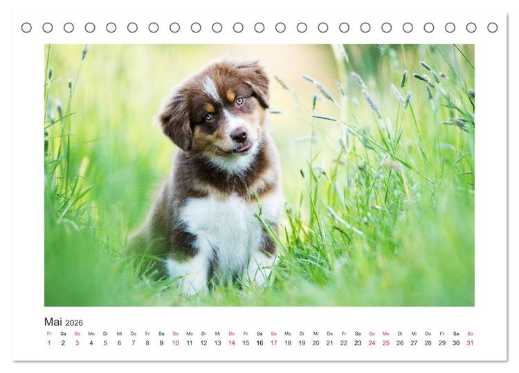 Produktbild: Herzensaussies - Australian Shepherd (Tischkalender 2026 DIN A5 quer), CALVENDO Monatskalender