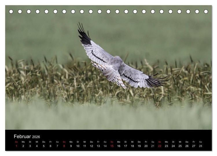 Produktbild: Wiesenweihen in Deutschland (Tischkalender 2026 DIN A5 quer), CALVENDO Monatskalender