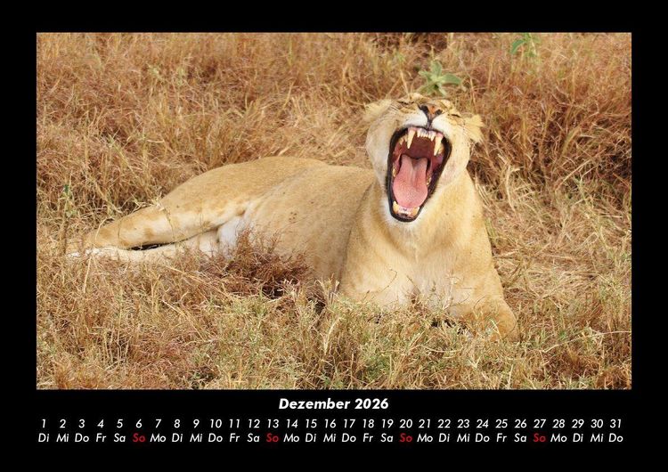 Produktbild: L&ouml;wen in der Wildnis 2026 Fotokalender DIN A3